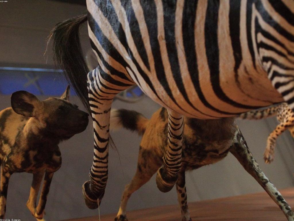 ប្រវត្តិការប្រកួត: ការប្រកួតដ៏មានអត្ថន័យក្នុងសង្គម