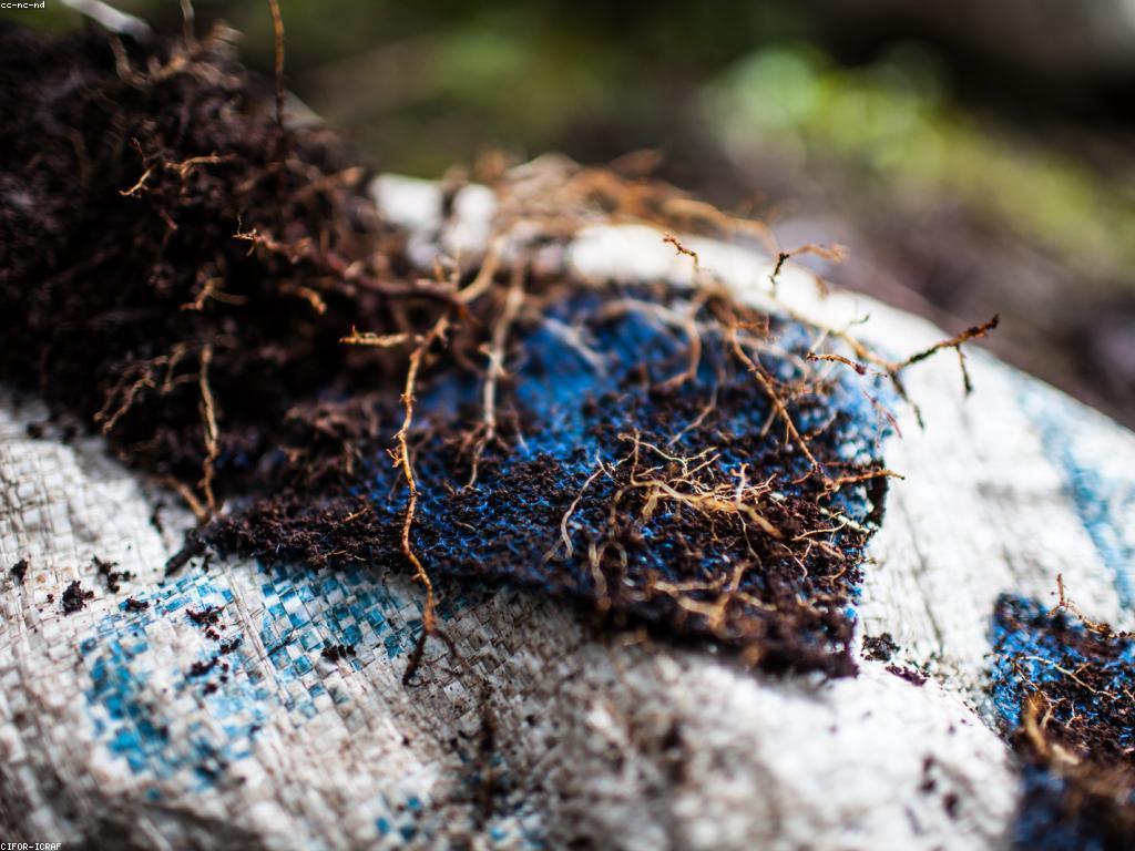 យុទ្ធសាស្ត្រប្រសើរឡើងសម្រាប់រង្វាន់ជោគជ័យ